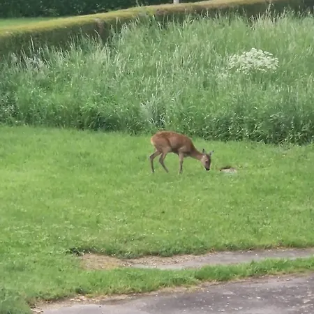 Zum Goldenen Tal * Grafendhron